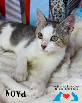 Nova -  Domestic Short Hair Cat for Adoption in Ocean Springs, Mississippi - Nova | PetCurious