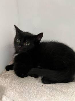 Juno -  Domestic Short Hair Cat for Adoption in Delson, Quebec - Juno | PetCurious