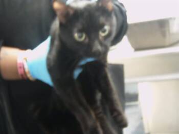 Domestic Short Hair Cats Available for Adoption - MAHORAGA | PetCurious