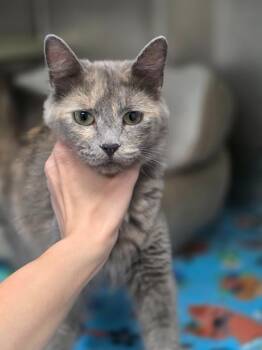 Astra -  Domestic Medium Hair Cat for Adoption in Carthage, Missouri - Astra | PetCurious