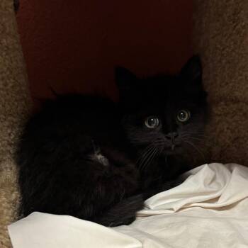 Margarita -  Domestic Long Hair Cat for Adoption in Flagstaff, Arizona - Margarita | PetCurious