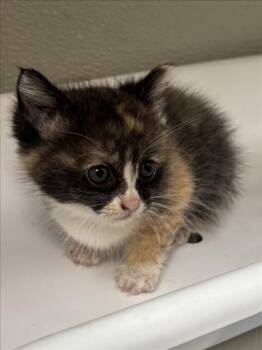 Domestic Medium Hair Cats Available for Adoption in Tracy, California - VALERIANA | PetCurious