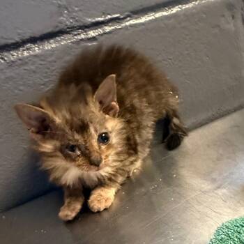 Domestic Medium Hair Cats Available for Adoption in Tuscaloosa, Alabama - TUSC-Stray-84518_2_3_4_5 | PetCurious