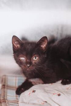 93827A Princess -  Domestic Short Hair Cat for Adoption in North Charleston, South Carolina - 93827A Princess | PetCurious