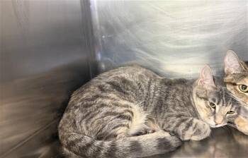 BLANCHE -  Domestic Short Hair Cat for Adoption in Grand Prairie, Texas - BLANCHE | PetCurious