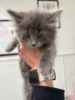 Domestic Medium Hair Cats Available for Adoption in Brookings, Oregon - London Fog | PetCurious