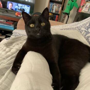 Spencer -  Domestic Short Hair Cat for Adoption in Houston, Texas - Spencer | PetCurious