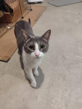 Rescue Domestic Short Hair Cats for Adoption in Liverpool, Texas - Mrs. Bean | PetCurious