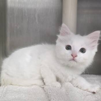 New York Strip -  Domestic Medium Hair Cat for Adoption in Fort Wayne, Indiana - New York Strip | PetCurious