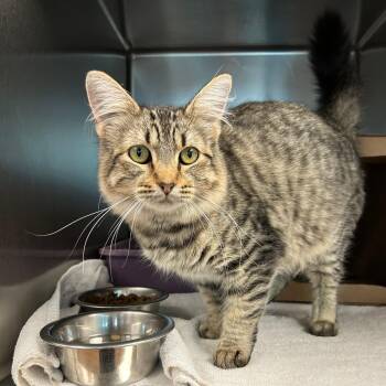 Motherboard -  Domestic Medium Hair Cat for Adoption in Lindon, Utah - Motherboard | PetCurious