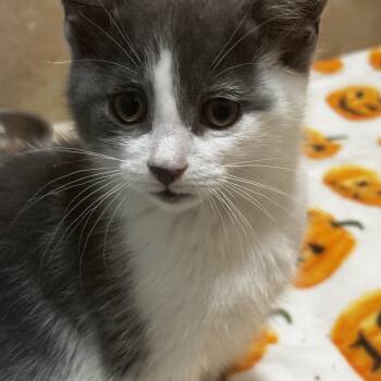 Rescue Domestic Short Hair Cats for Adoption in Irondequoit, New York - Duke | PetCurious