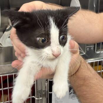 Domestic Short Hair Cats Available for Adoption - TOA | PetCurious