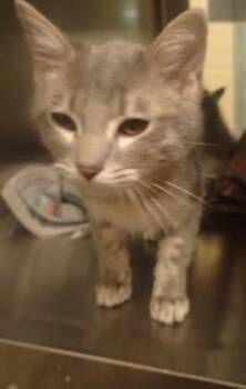 Lenora -  Domestic Short Hair Cat for Adoption in Wichita, Kansas - Lenora | PetCurious