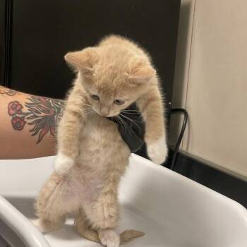 Avenue -  Domestic Short Hair Cat for Adoption in Chicago, Illinois - Avenue | PetCurious