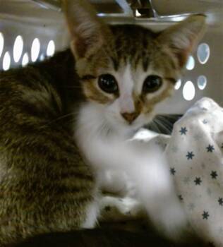 A478327 -  Domestic Short Hair Cat for Adoption in Oklahoma City, Oklahoma - A478327 | PetCurious