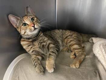 Rescue Domestic Short Hair Cats for Adoption in Palo Alto, California - NOVA | PetCurious