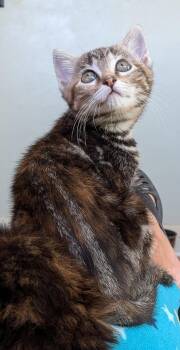 Ellie & Smores - sweetie siblings -  Tabby and Domestic Short Hair Cat for Adoption in San Luis Obispo, California - Ellie & Smores - Sweetie Siblings | PetCurious