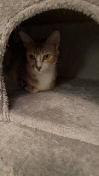 Calico Cats Available for Adoption in Edmond, Oklahoma - Violet | PetCurious
