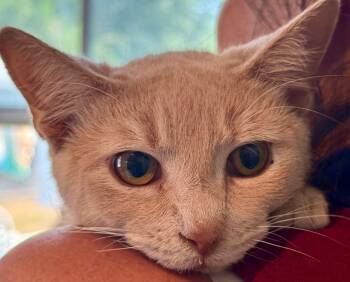 Rescue Domestic Short Hair Cats for Adoption in New Braunfels, Texas - Peaches | PetCurious