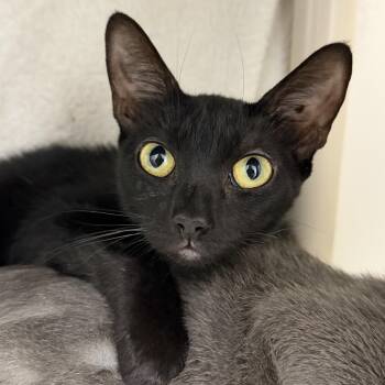 Merida -  Domestic Short Hair Cat for Adoption in Cooperstown, New York - Merida | PetCurious
