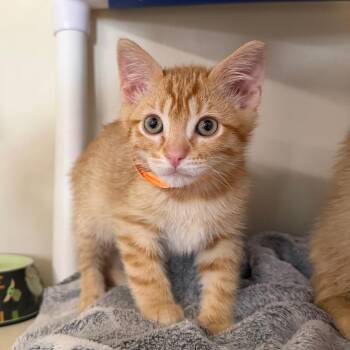 Wiccan -  Domestic Short Hair Cat for Adoption in Spanish Fork, Utah - Wiccan | PetCurious
