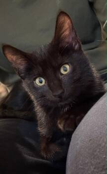 Mimi -  Domestic Short Hair Cat for Adoption in Lincoln, Nebraska - Mimi | PetCurious