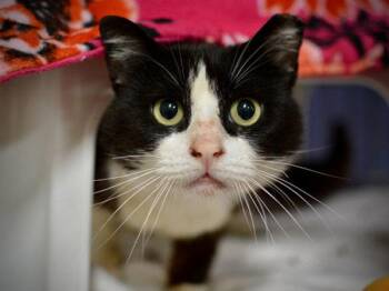 Domestic Short Hair Cats Available for Adoption in Portland, Oregon - Flash | PetCurious