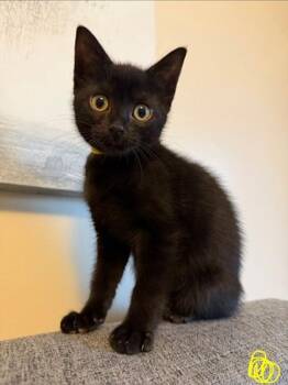 Velma -  Domestic Short Hair Cat for Adoption in Pickering, Ontario - Velma | PetCurious