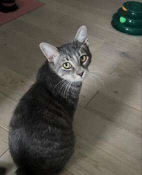 Rescue Domestic Short Hair Cats for Adoption in Gloucester, Massachusetts - Dropzone - In Foster | PetCurious