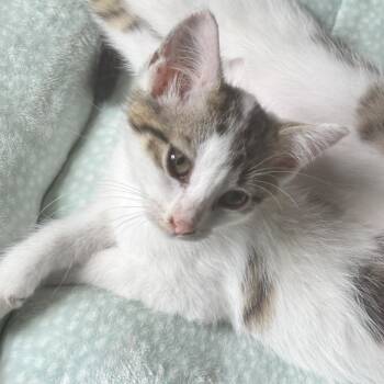 Rica -  Domestic Short Hair Cat Available for Adoption in West Palm Beach, Florida - Rica | PetCurious