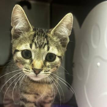 Terry -  Domestic Short Hair Cat for Adoption in Murray, Utah - Terry | PetCurious