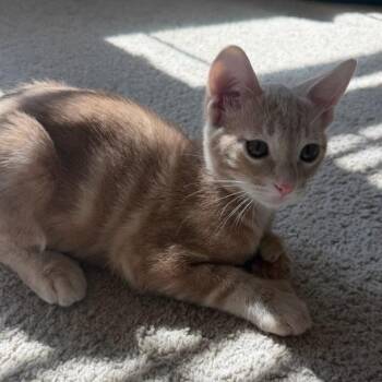 Doodles -  Domestic Short Hair Cat for Adoption in Rowlett, Texas - Doodles | PetCurious