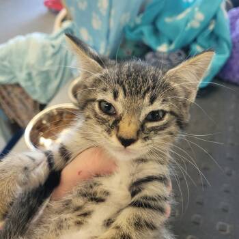 Dawn -  Domestic Short Hair Cat for Adoption in Clarksdale, Mississippi - Dawn | PetCurious