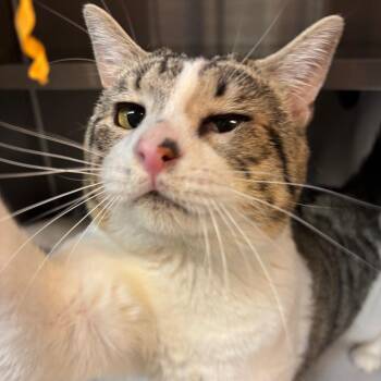 Richard -  Domestic Short Hair Cat for Adoption in Los Angeles, California - Richard | PetCurious