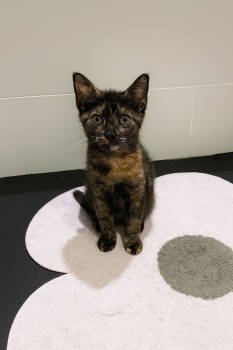 Rescue Domestic Short Hair Cats for Adoption - Rachel | PetCurious