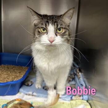 Bobbie -  Domestic Long Hair and Domestic Short Hair Cat for Adoption in Oak Ridge, Tennessee - Bobbie | PetCurious