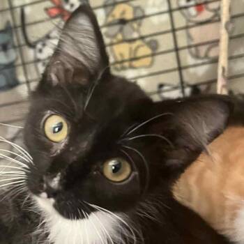 Rescue Domestic Long Hair Cats for Adoption in Robinson, Illinois - Amy | PetCurious