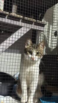 Domestic Short Hair Cats Available for Adoption - Iraida | PetCurious