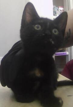 Riley -  Domestic Short Hair Cat for Adoption in Dayton, Minnesota - Riley | PetCurious