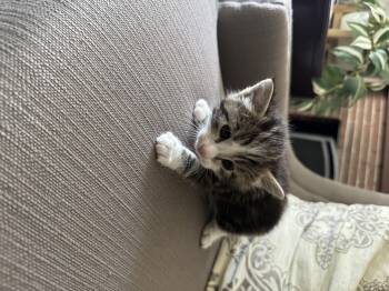 Domestic Short Hair Cats Available for Adoption in Long Beach, California - Miss Mittens | PetCurious