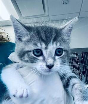 NAGI -  Domestic Short Hair Cat for Adoption in Houston, Texas - NAGI | PetCurious