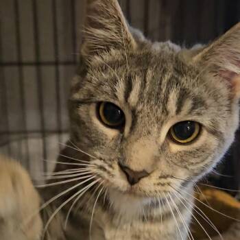 Domestic Short Hair Cats Available for Adoption in New York, New York - Aggie N – Ready To Blossom! | PetCurious
