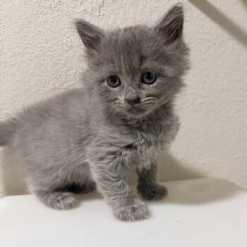 Andrew -  Domestic Short Hair Cat for Adoption in Greensboro, North Carolina - Andrew | PetCurious