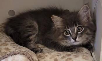 Mr. Flufferson -  Domestic Long Hair and Domestic Short Hair Cat for Adoption in Kalispell, Montana - Mr. Flufferson | PetCurious