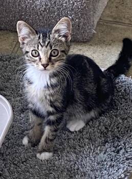 Xander -  Domestic Short Hair Cat for Adoption in Cumming, Georgia - Xander | PetCurious