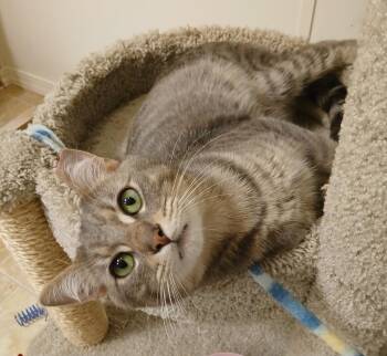 Domestic Short Hair Cats Available for Adoption in Seattle, Washington - Tiberius | PetCurious