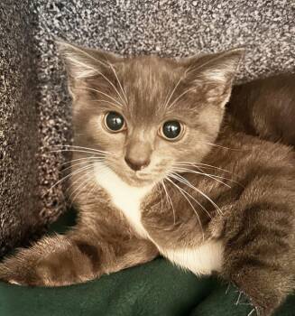 Spitfire -  Domestic Short Hair Cat for Adoption in Nashville, Tennessee - Spitfire | PetCurious