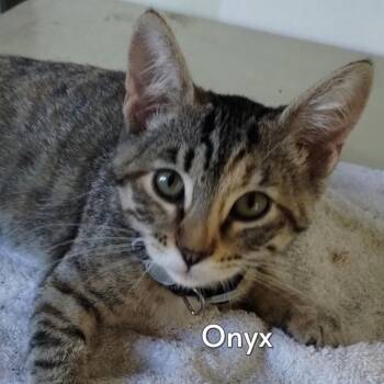 Onyx (Courtesy Posting) -  Tabby and Domestic Short Hair Cat for Adoption in Hermosa Beach, California - Onyx (Courtesy Posting) | PetCurious