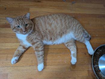 Rumble -  Domestic Short Hair Cat for Adoption in Saint Francis, Minnesota - Rumble | PetCurious