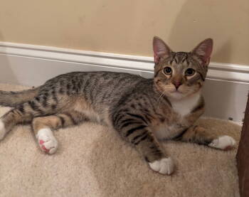 Rescue Domestic Short Hair Cats for Adoption in Herndon, Virginia - Wesley (& Big Sur) Bonded | PetCurious